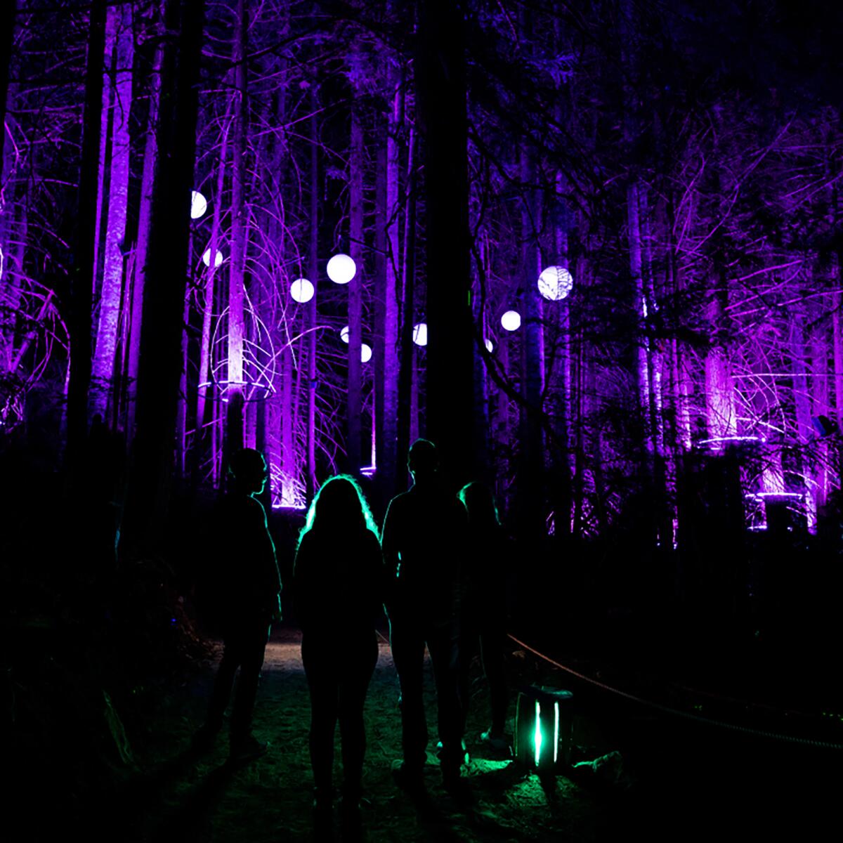 Tall narrow trees are illuminated with purple light.