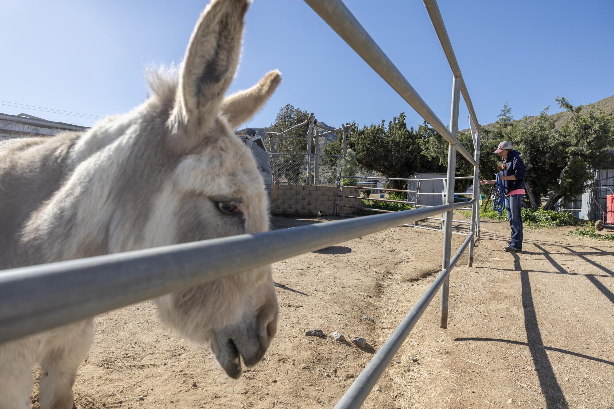 A beige and white donkey behind a fence