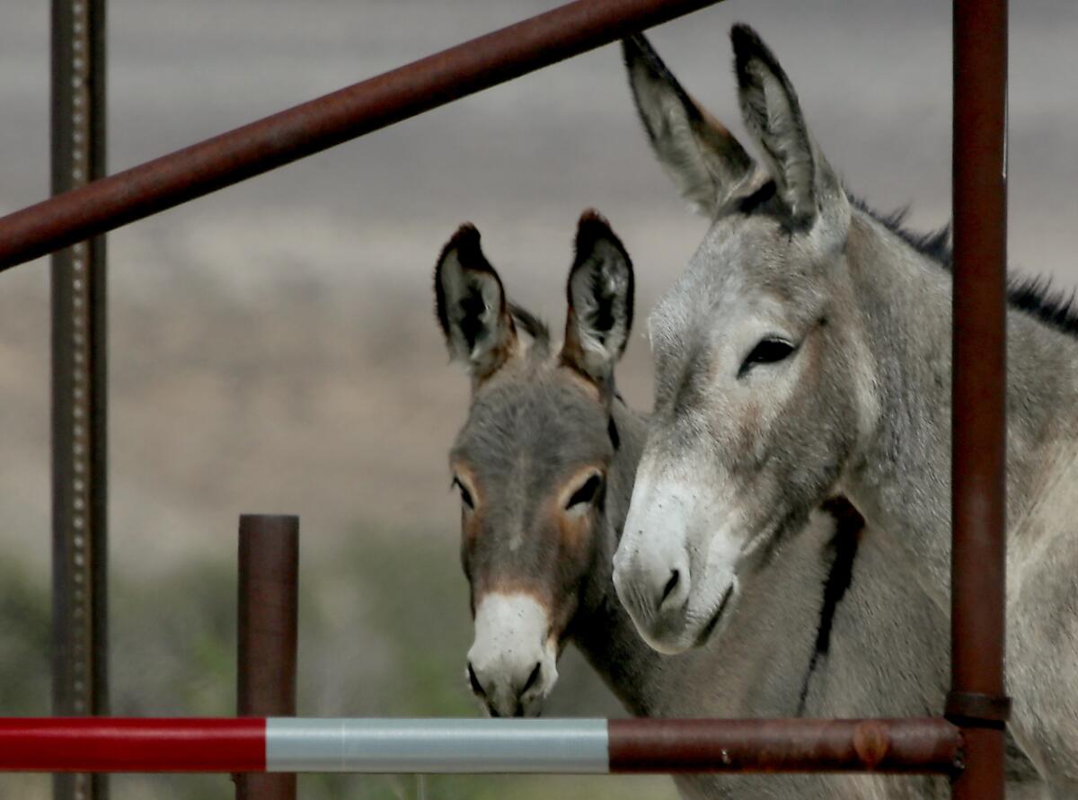The faces of two wild burros between metal fencing. 