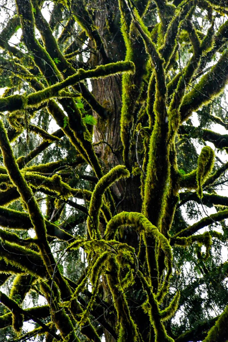 Tree branches are covered with moss in a forest. 