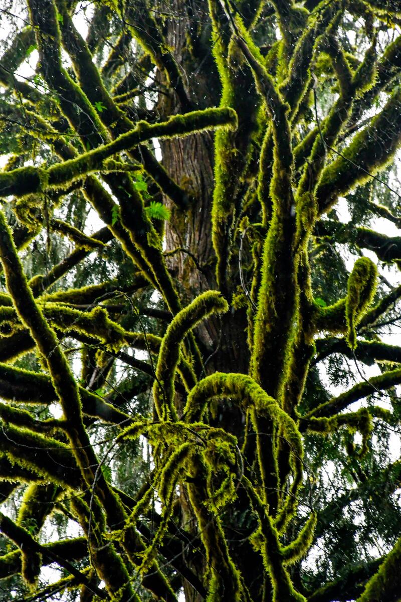 Tree branches are covered with moss in a forest.