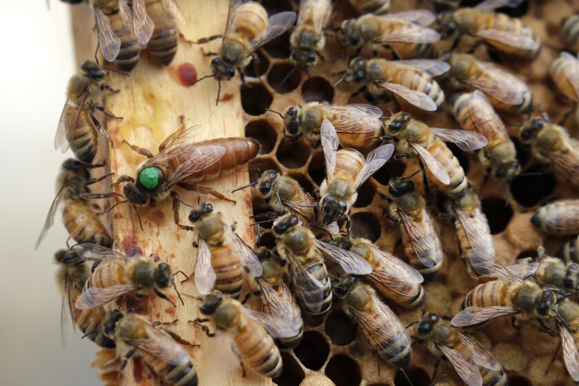 FILE - In this Aug. 7, 2019, file photo, the queen bee (marked in green) and worker bees move around a hive at the Veterans Affairs in Manchester, N.H. The annual survey released Monday, June 22, 2020, of U.S. beekeepers found that honeybee colonies are doing better after a bad year. Monday's survey found winter losses were lower than normal, the second smallest in 14 years of records. (AP Photo/Elise Amendola, File)