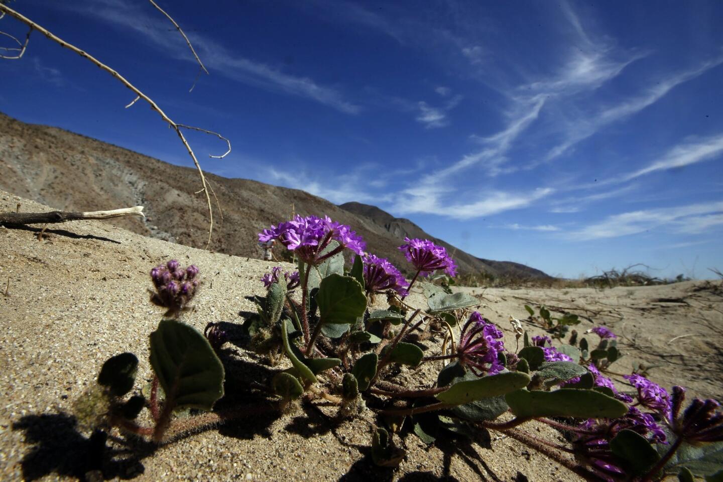 Desert flowers bloom in the state's largest park.