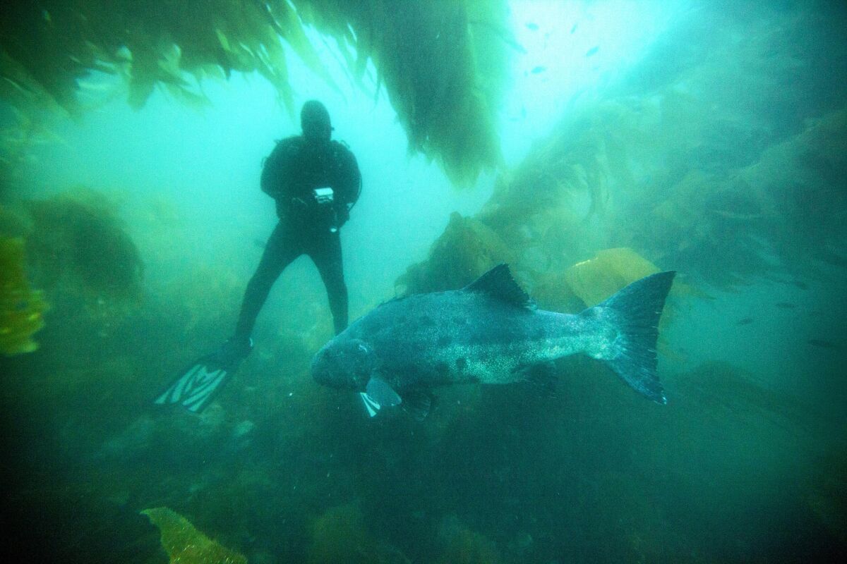Marine biologists photograph an endangered giant sea bass swimming through the kelp beds off Catalina Island.