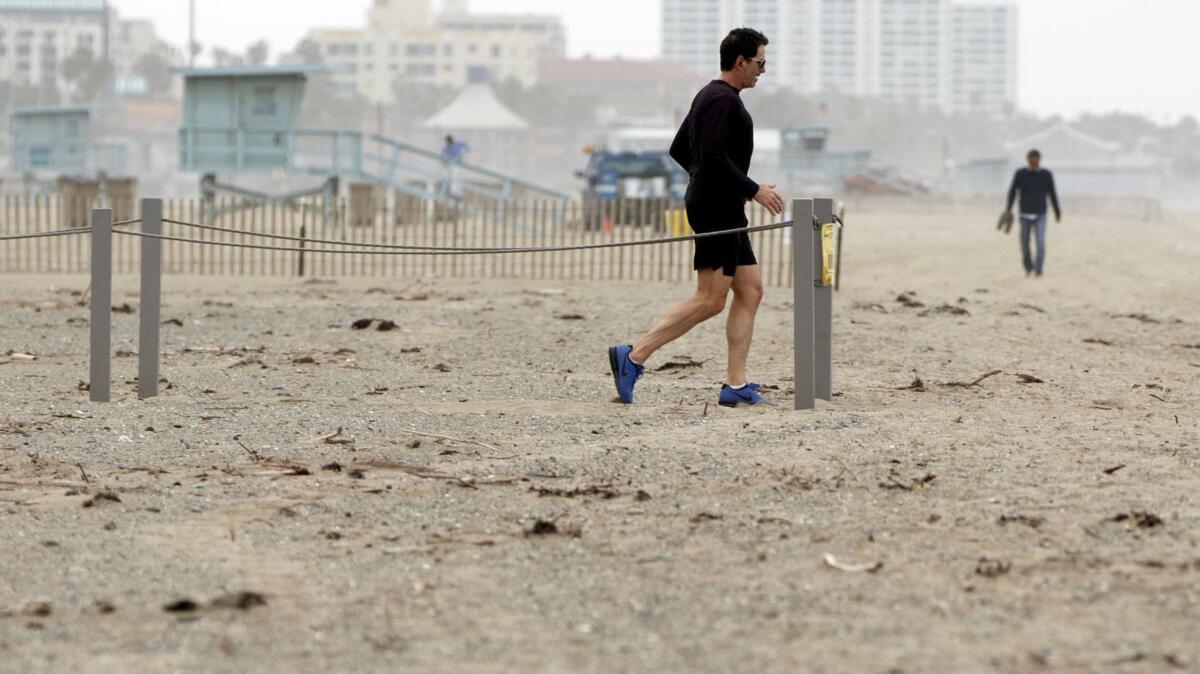 A beach-goer walks near a restoration area on the beach in Santa Monica that planners hope will give rare shorebirds a chance to breed and repopulate.