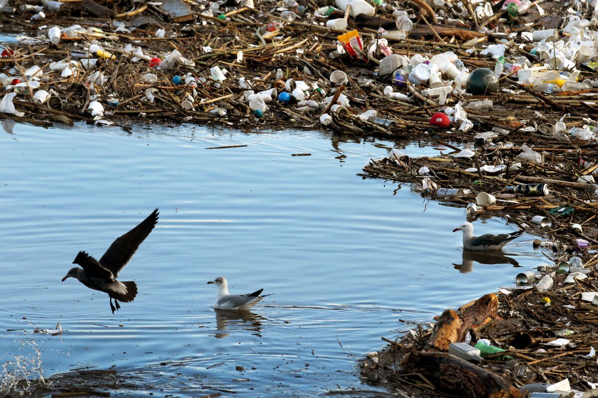 Gulls flock to a trash boom littered with plastics and other waste near the mouth of the Los Angeles River after a storm.