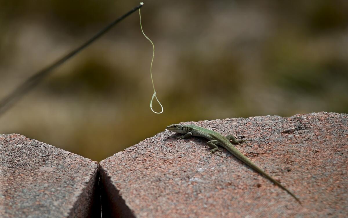 Hayden Kirschbaum moves in to catch an Italian wall lizard during a hunt for the non-native species in San Pedro. The lizards are bagged, euthanized and brought to the Natural History Museum for study.