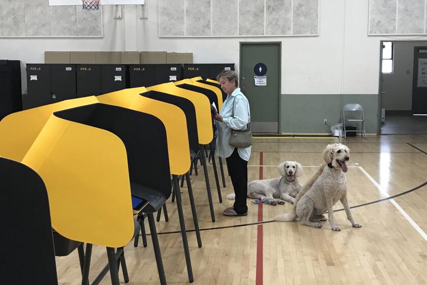 Janice Slattery voting in La Habra Heights, with her Standard Poodles, Randy and Trucker-T