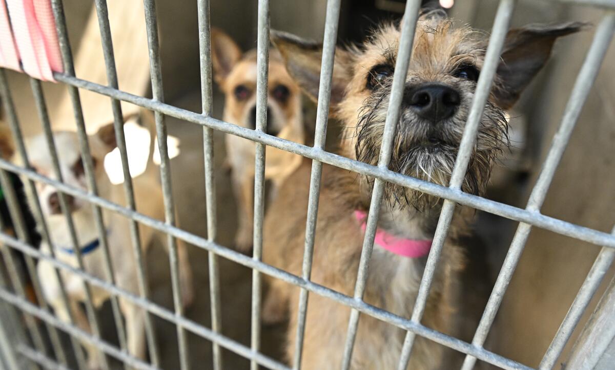 Dogs look out from inside a cage 