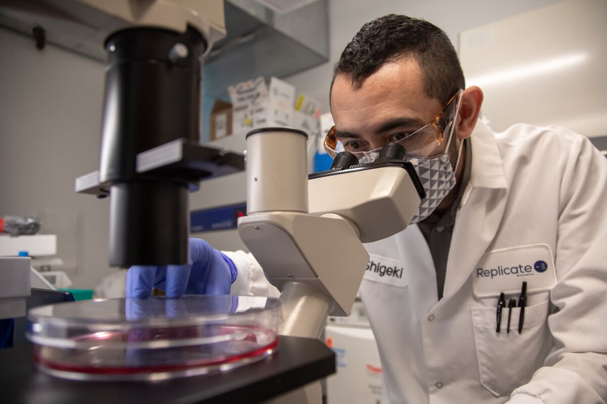 Replicate Bioscience scientific director Shigeki Miyake-Stoner visually inspects cells.