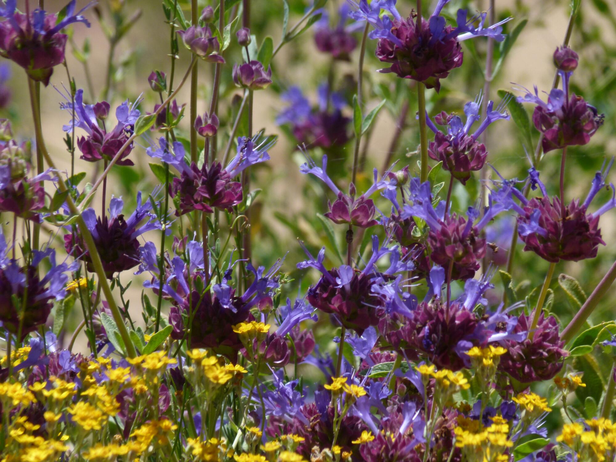 Celestial blue sage (Salvia 'Celestial Blue'), a vibrantly blue and purple native sage hybrid.