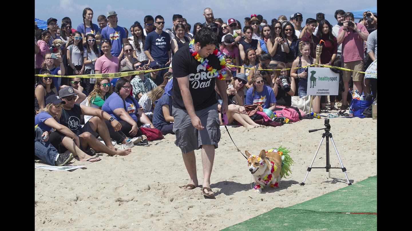 Lola the Corgi, walks with her "dad" to an appreciative audience during tiki costume contest during the 2017 Spring So Cal Corgi Beach Day at Huntington Dog Beach on Saturday.