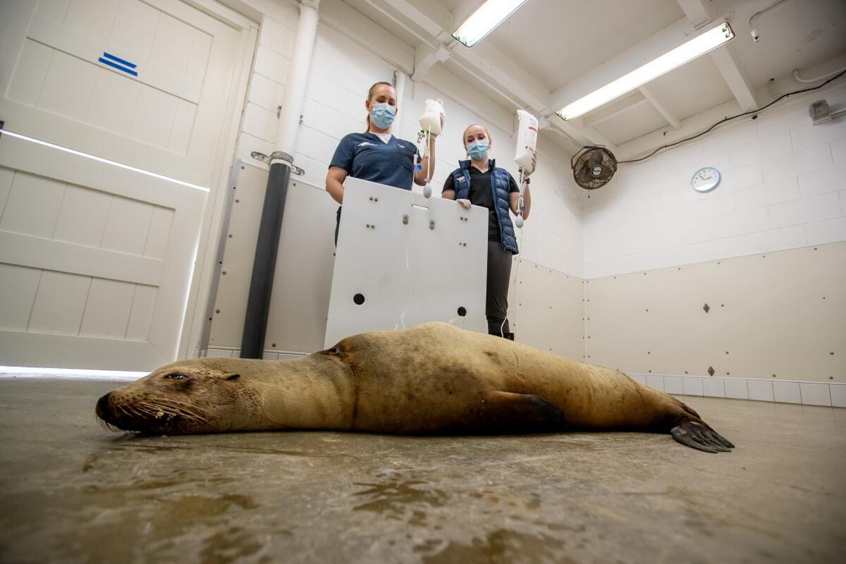 Two people hold intravenous medication bags connected to a sea lion on the floor.