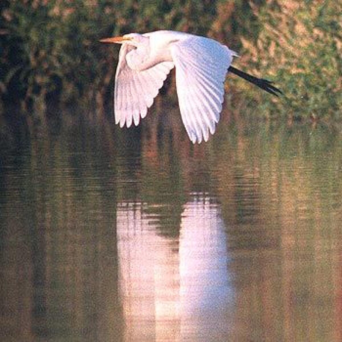 Some 240 winged species, including great egrets, frequent the Sepulveda Basin Wildlife Reserve.