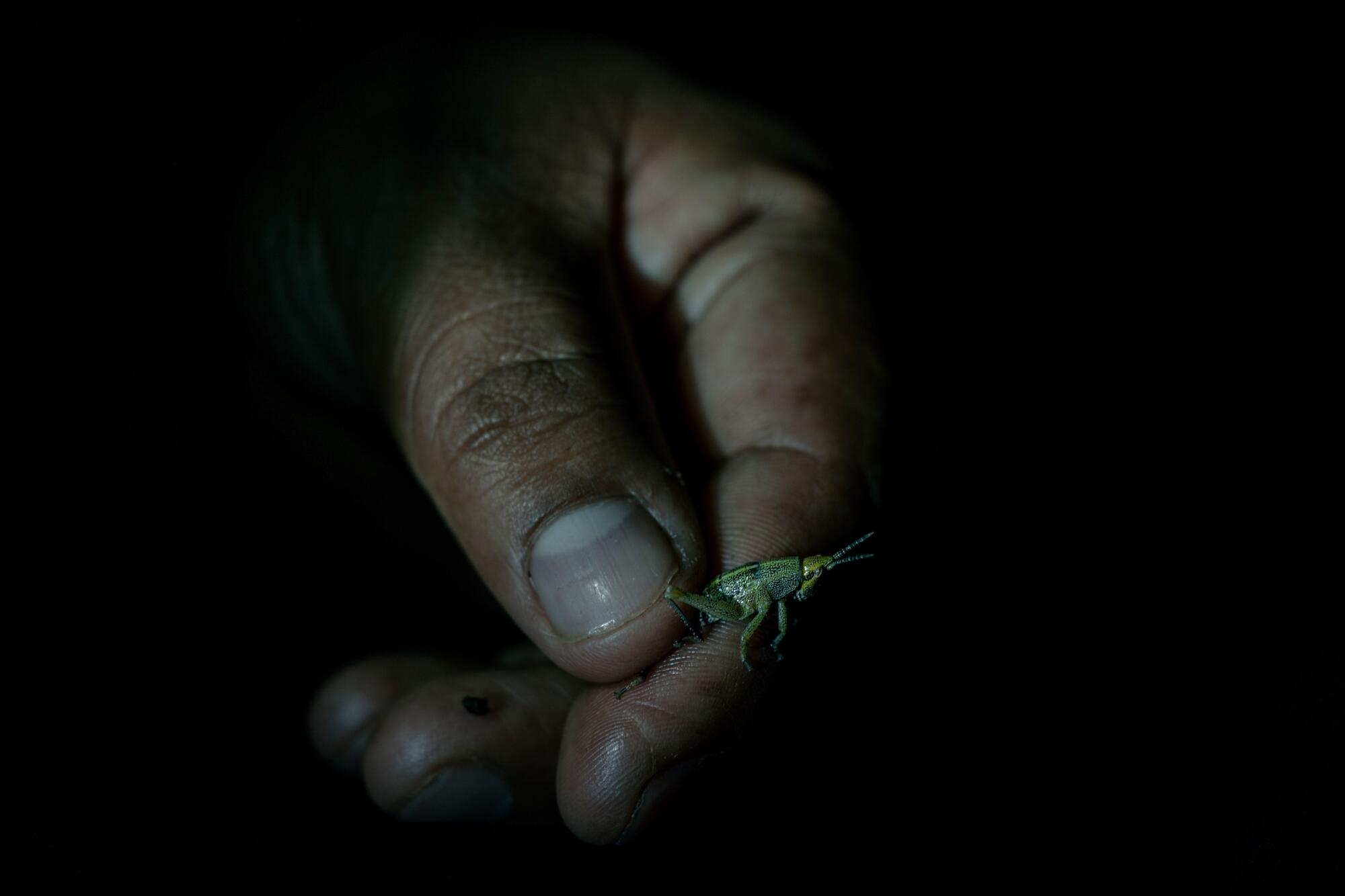 Felipe Garcia Perez, 33, holds a grasshopper 