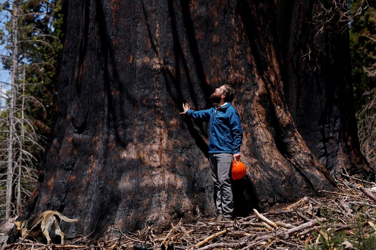 A man places his hand on a scorched tree and looks up, holding an orange hard hat