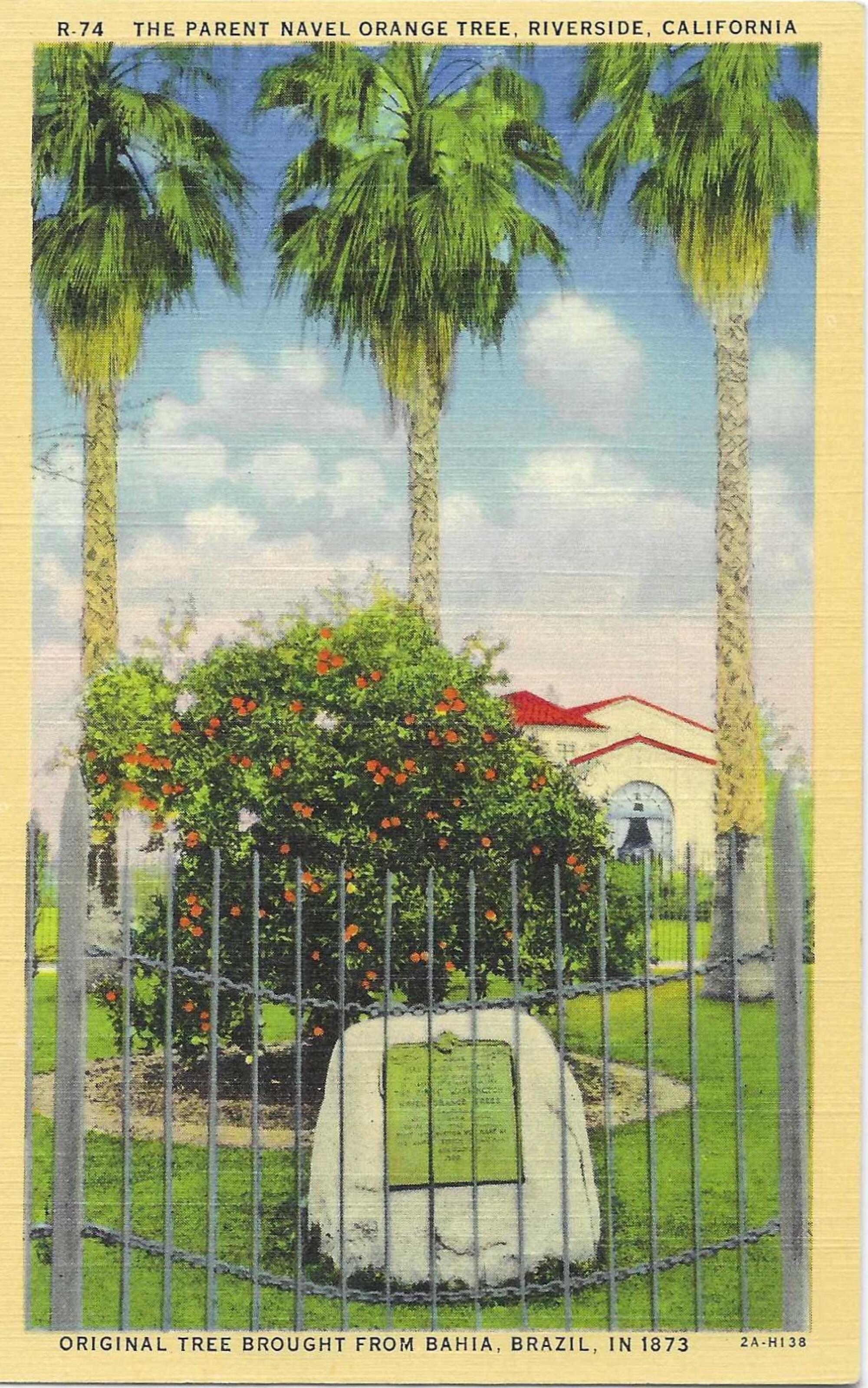 Postcard shows orange tree surrounded by a fence with a plaque in front.