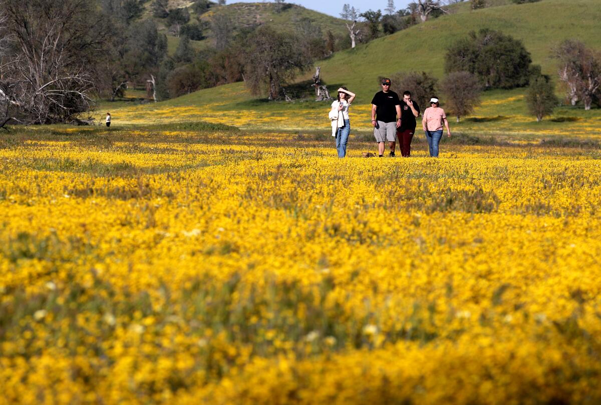 A meadow carpeted with gold wildflowers along a stretch of Highway 58 near Santa Margarita in April 2023