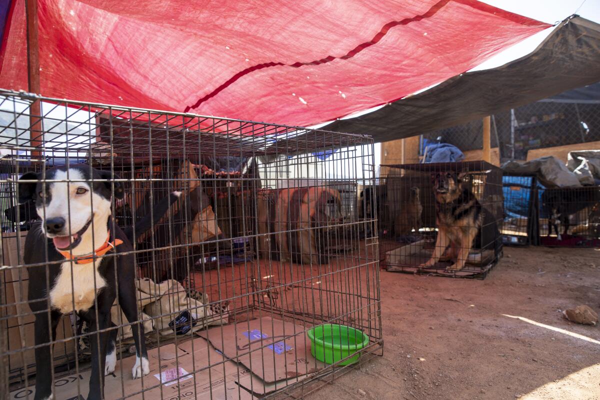 Perros esperan a ser alimentados en el Santuario Guillermina 