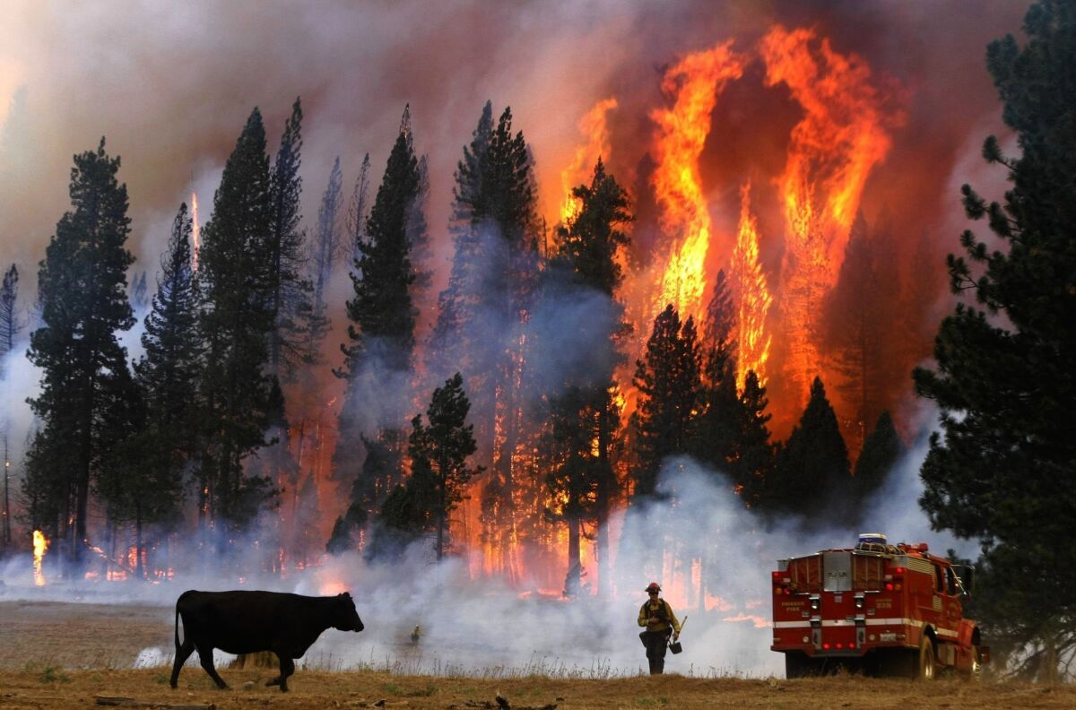An El Dorado County firefighter moves away from flames during the Rim fire near Yosemite National Park in 2013. Because of the COVID-19 pandemic, firefighters say they will be more aggressive in keeping wildland fires small this year, but may have to do it with fewer resources.