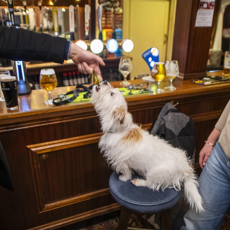 A dog on a bar stool