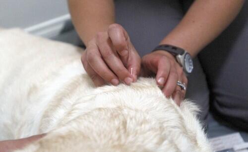 dog rehab acupuncture