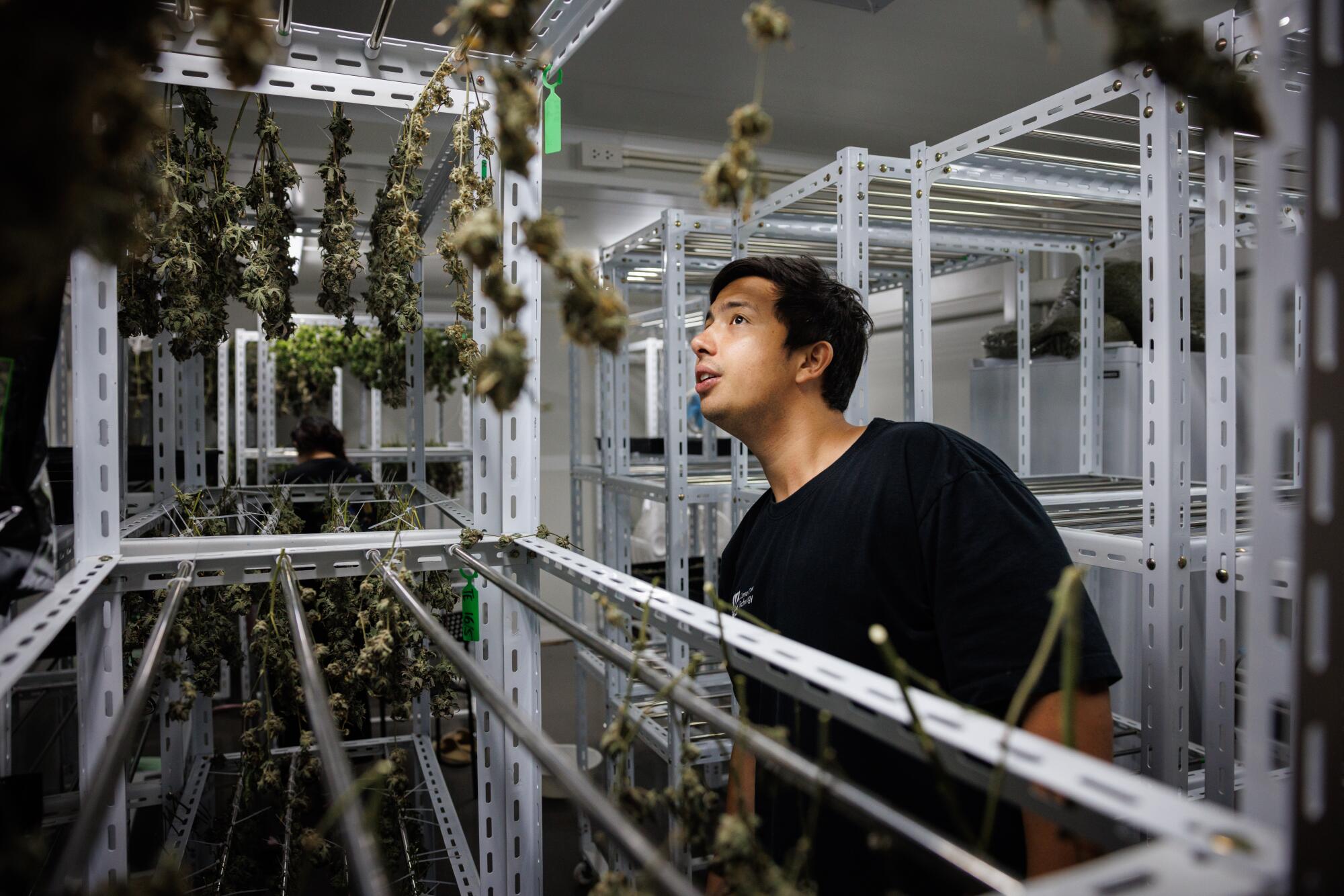 A man in a dark shirt looks at bundles of plants hanging from a metal rack