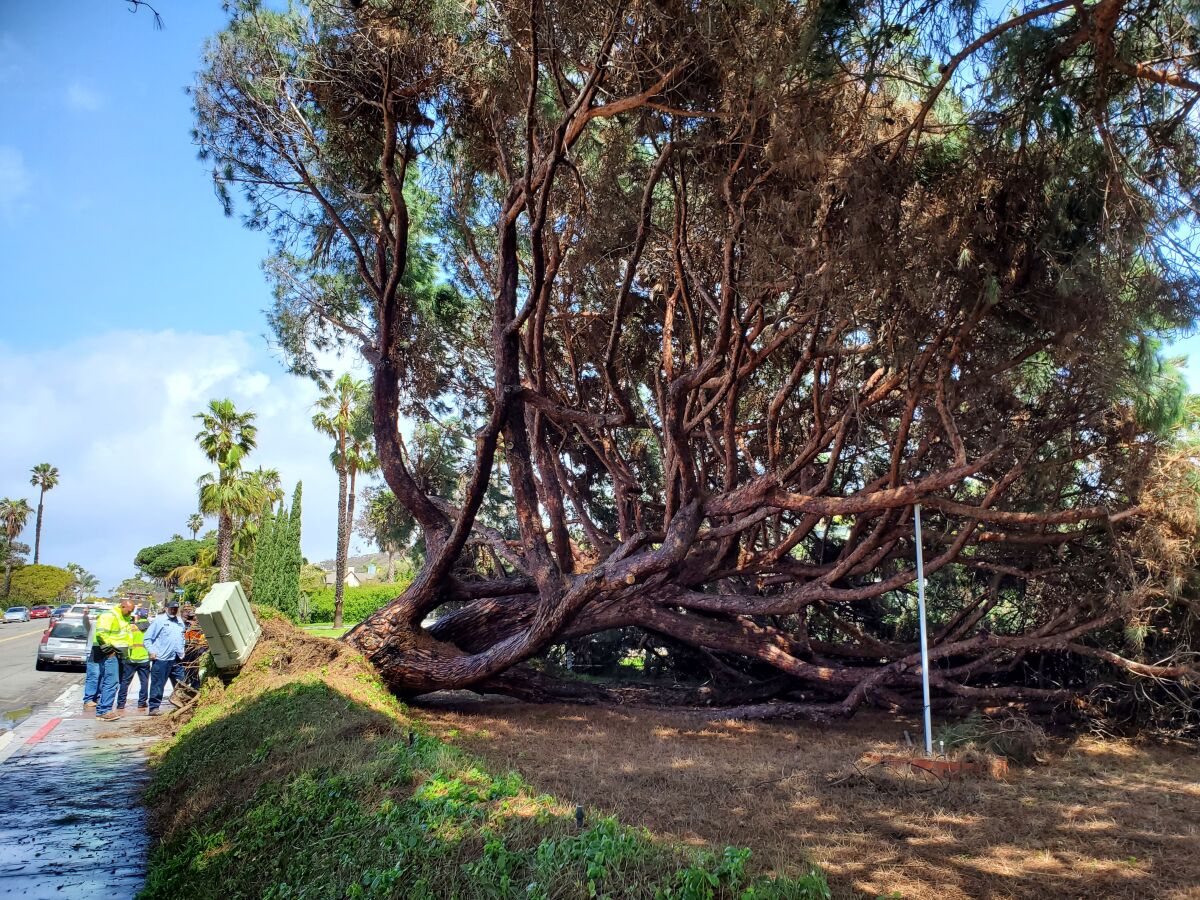 A massive pine tree fell onto a La Jolla Shores Drive property on Tuesday following a rain storm.