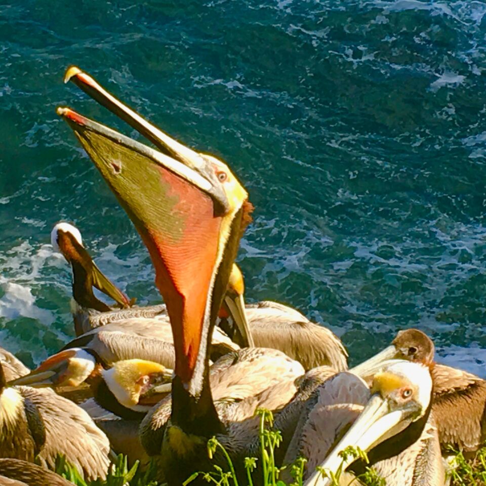 louise lewis pelican.jpg