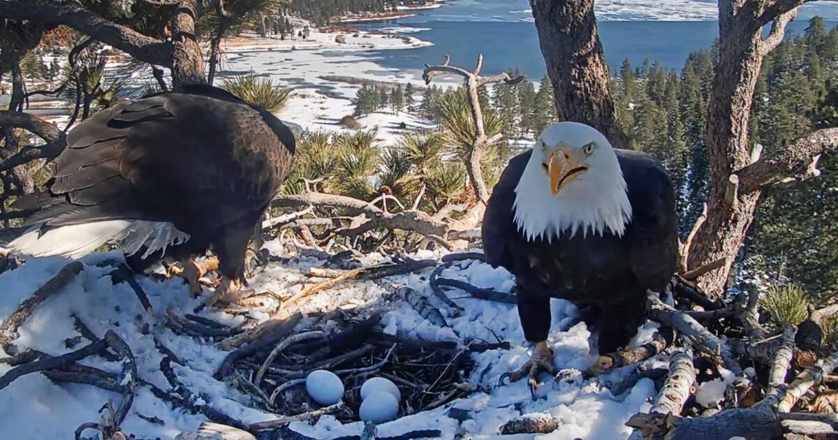“Tears of Joy!!!” This is Big Bear Condor Jackie and Shadow’s PIP “Tears of Joy!!!” This is Big Bear Condor Jackie and Shadow’s PIP