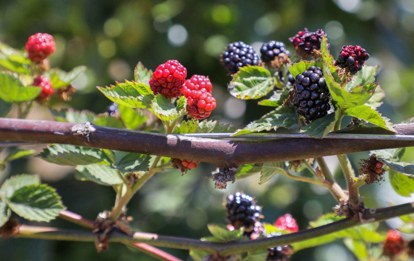Detail view of blackberries growing at Sand N' Straw Community Farm.