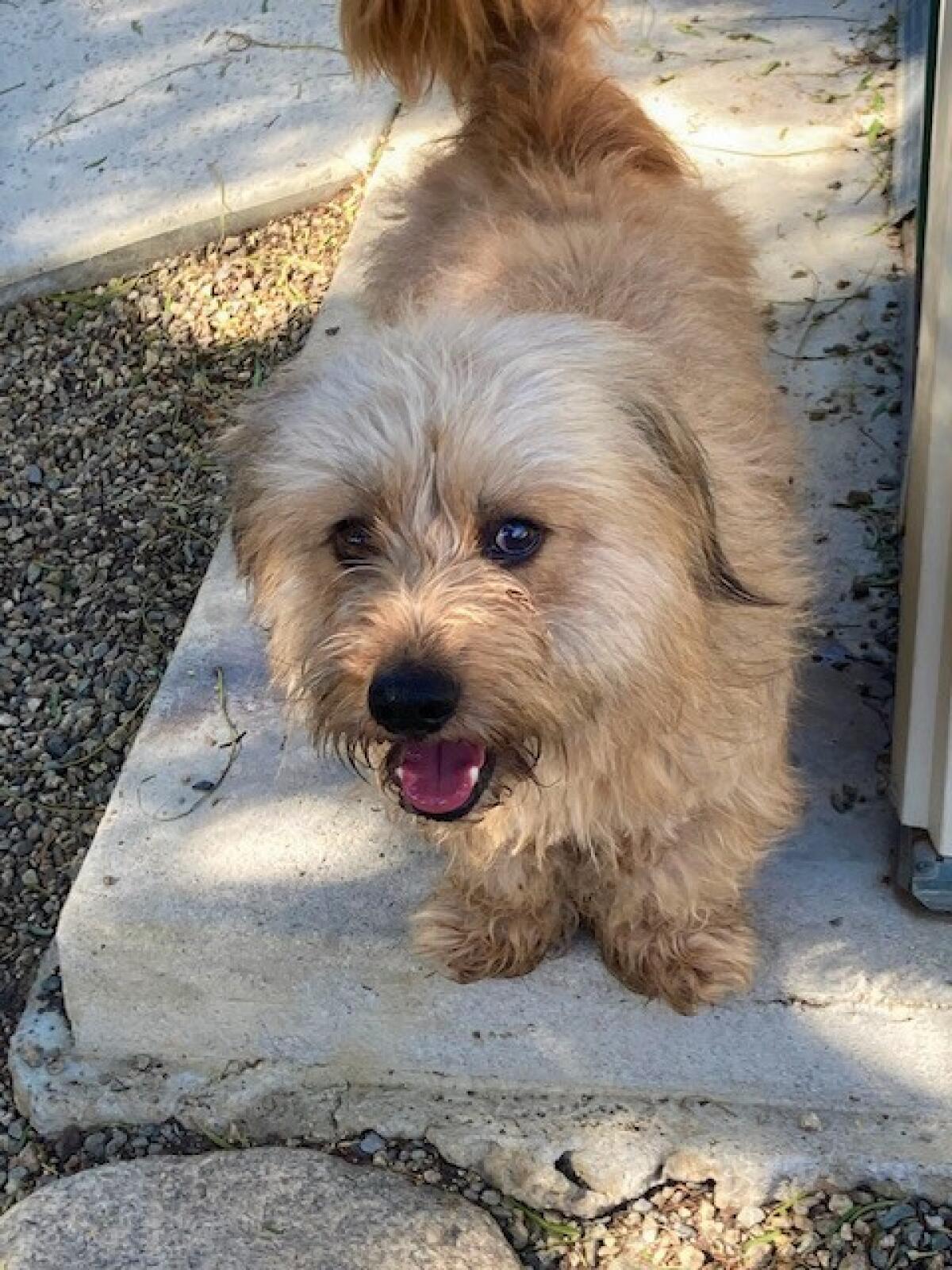 Named Toby by Laguna Beach Animal Shelter workers, terrier Hobie had surgery in April to remove an eye damaged by glaucoma.