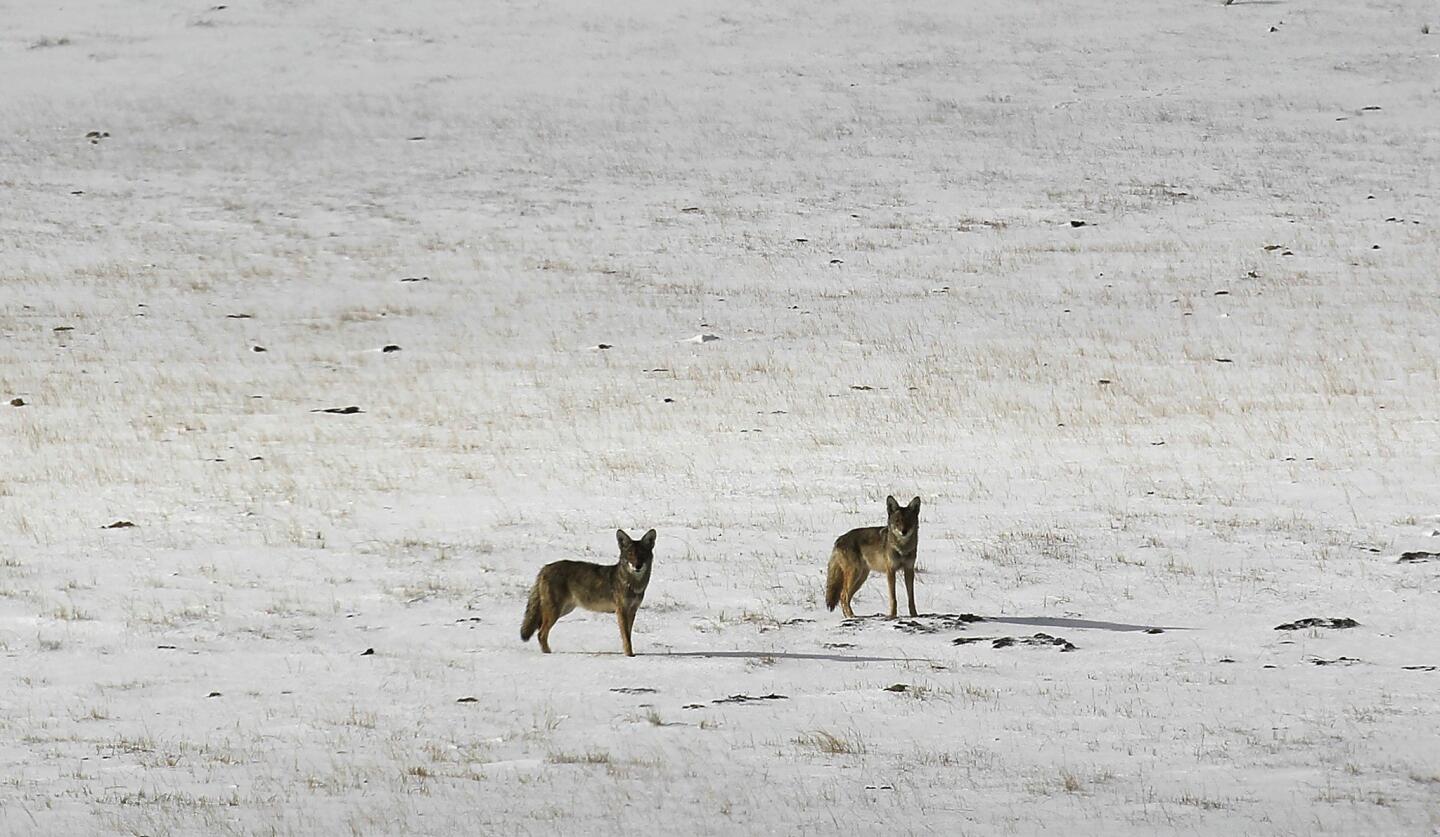 Coyotes