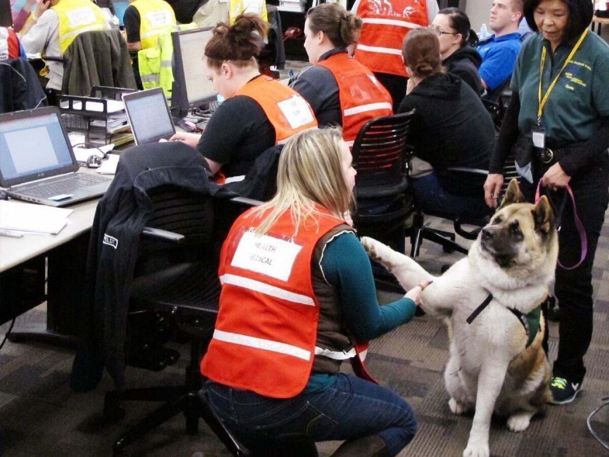 A worker at the Snohomish County emergency operations center greets comfort dog Sumi, an Akita.