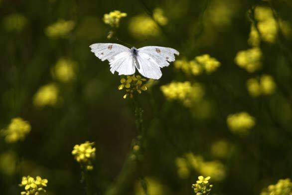 Limestone Canyon - Butterfly