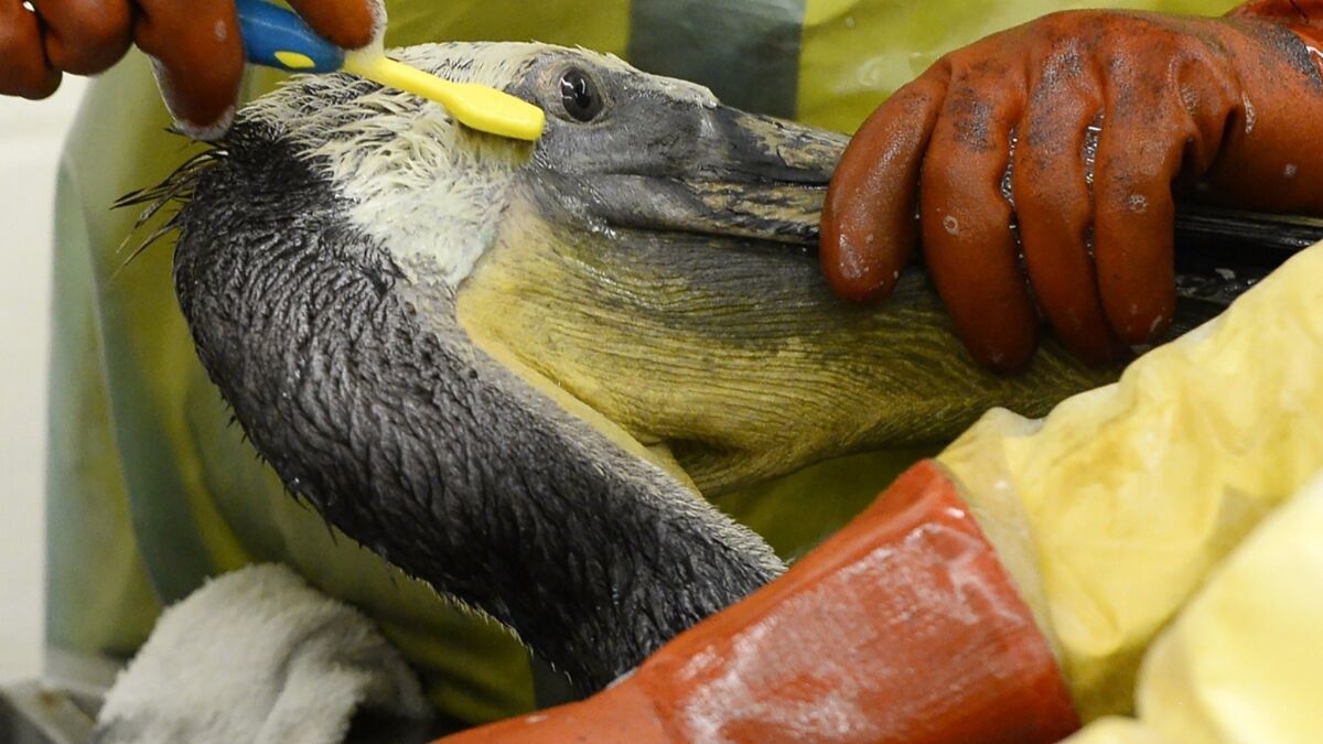 Volunteers and staff of the International Bird Rescue use a toothbrush and soap to clean a brown pelican that was rescued from an oil spill off Refugio State Beach in Santa Barbara County.