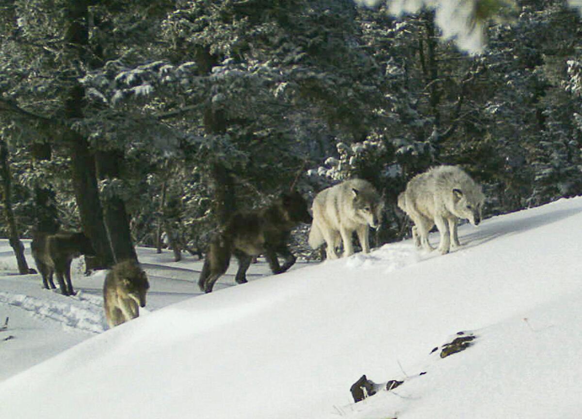 Wolves walk through the snow with trees behind them