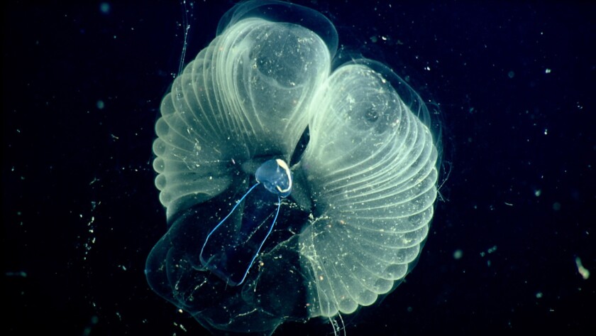 Close-up view of a giant larvacean, a small, nearly transparent sea animal
