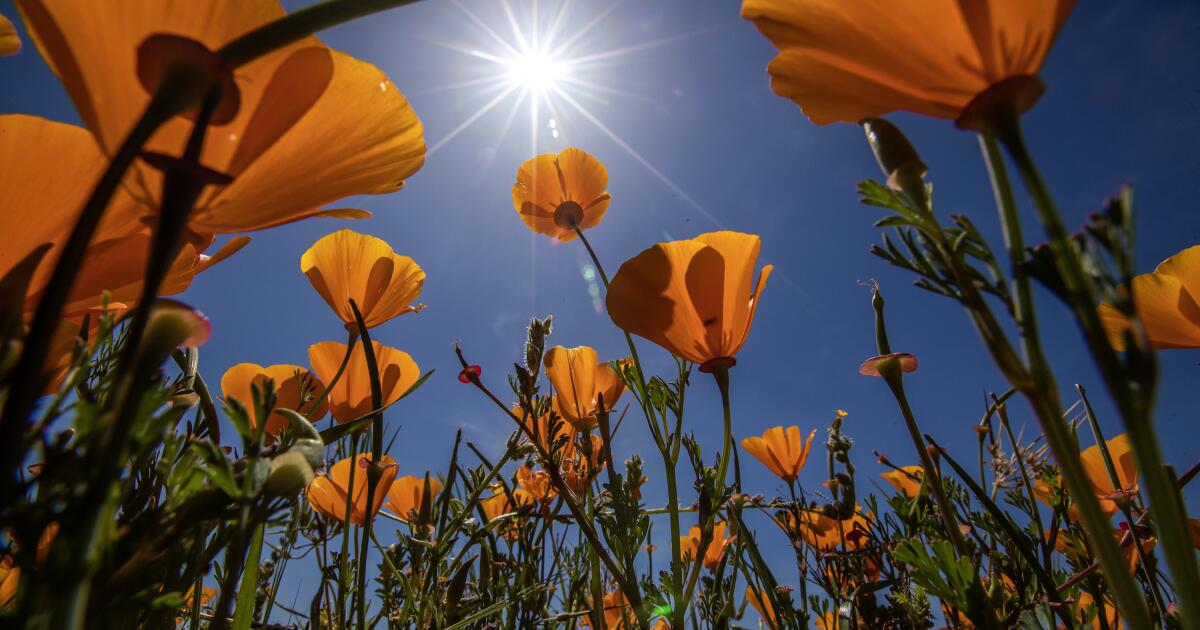 A big year for wildflowers in Southern California — just not poppies. Why?