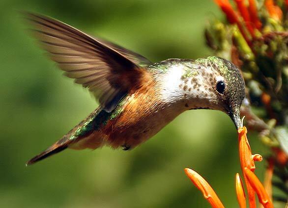 A Rufous Hummingbird sips on the nectar from an Orange Justicia plant at the Fullerton Arboretum at Cal State University Fullerton, site of the 38th annual Green Scene Plant and Garden Show this weekend.