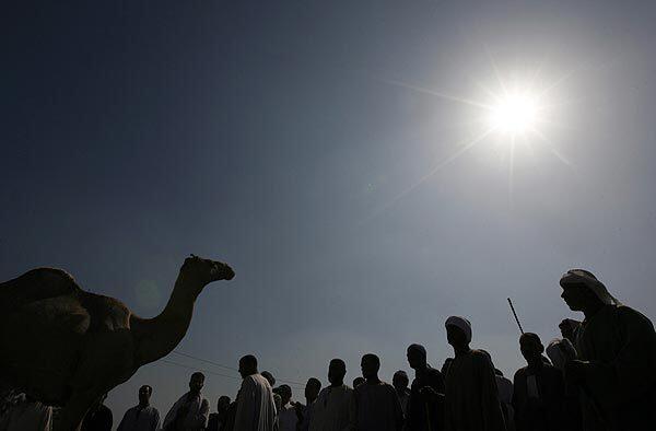 Men attend a camel auction at the famous Birqash market about 22 miles northwest of Cairo, the Egyptian capital. As the price of beef and mutton soar, more Egyptians are falling back on the traditional camel meat, which has also seen a rise in prices.