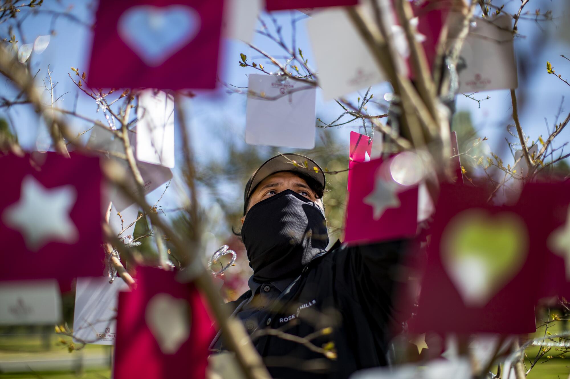 A man in a mask is pictured among bare tree limbs from which paper stars hang.