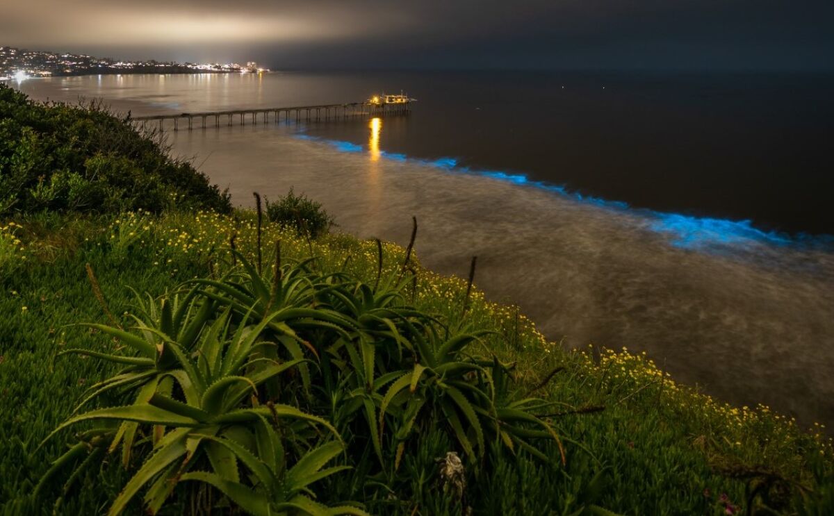 Bioluminescent waves roll in near the Scripps Institution of Oceanography in La Jolla the night of April 30.