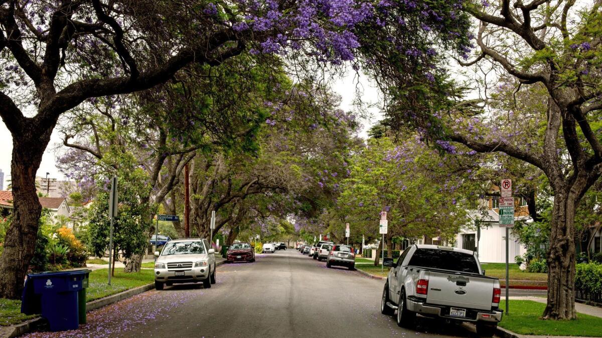 A tree-lined, heavily shaded residential street in Los Angeles' Rancho Park neighborhood.