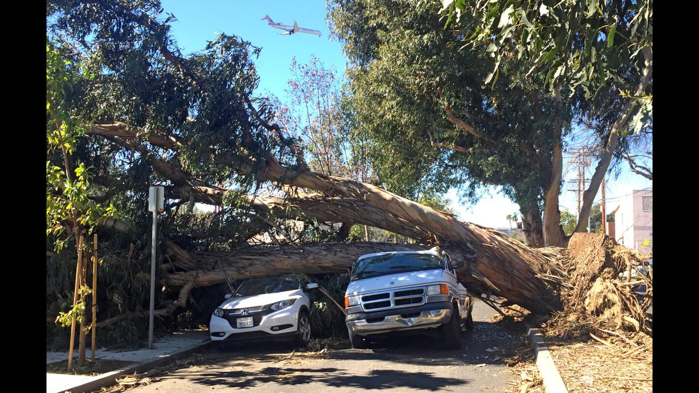 A tree toppled by high winds crushed two cars on East 23rd Strenear Bellflower Boulevard in in Long Beach.