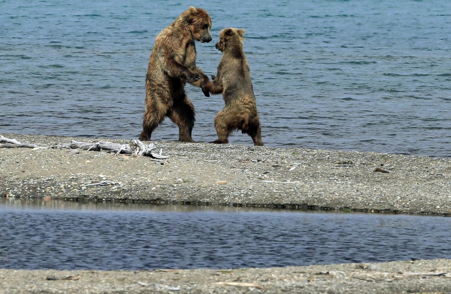 The coastal brown bears of Brooks Camp, Alaska