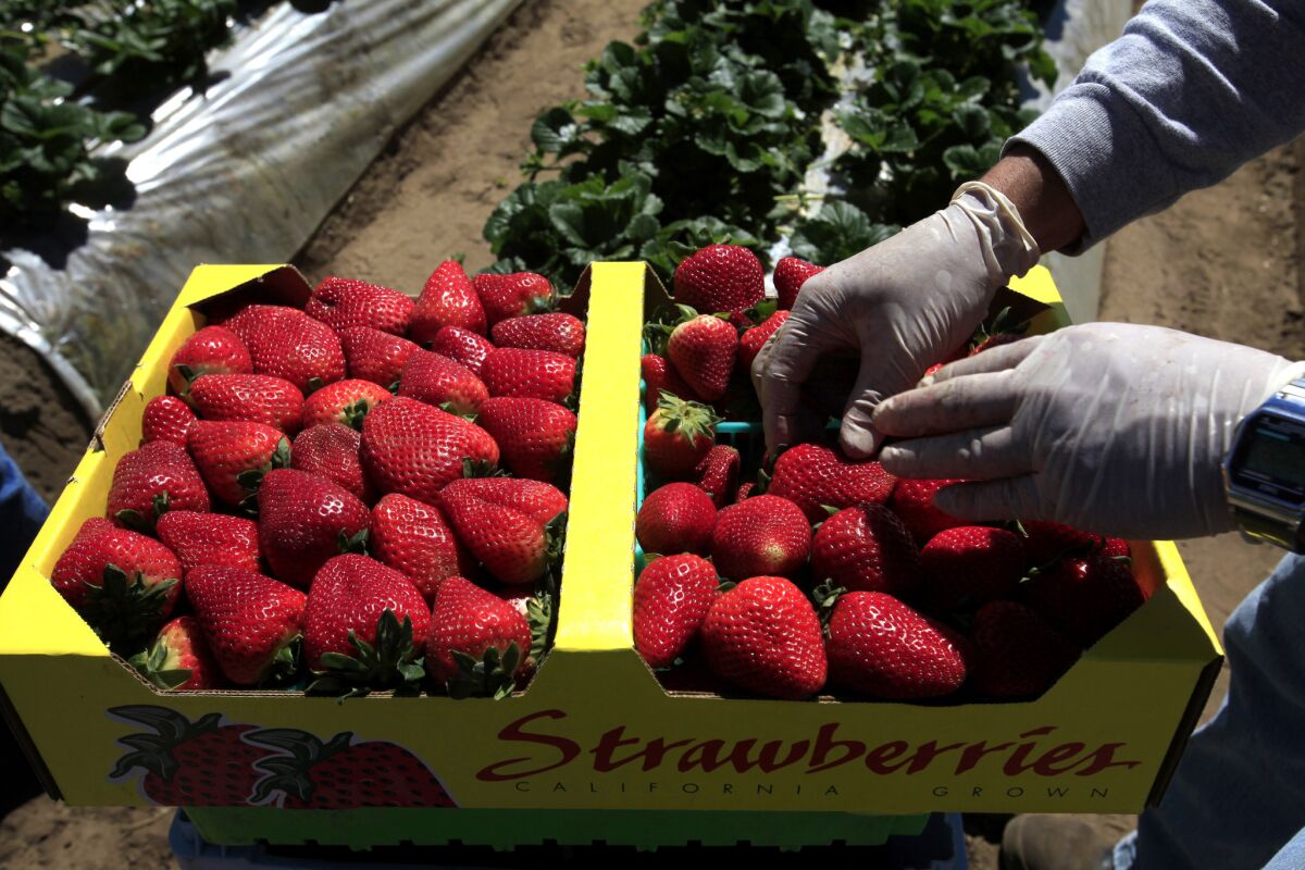 The University of California maintains a living museum of 1,600 strawberry types sustained over decades of careful reproduction, plantings and refrigeration at UC's farm properties in Davis, Watsonville and Irvine.