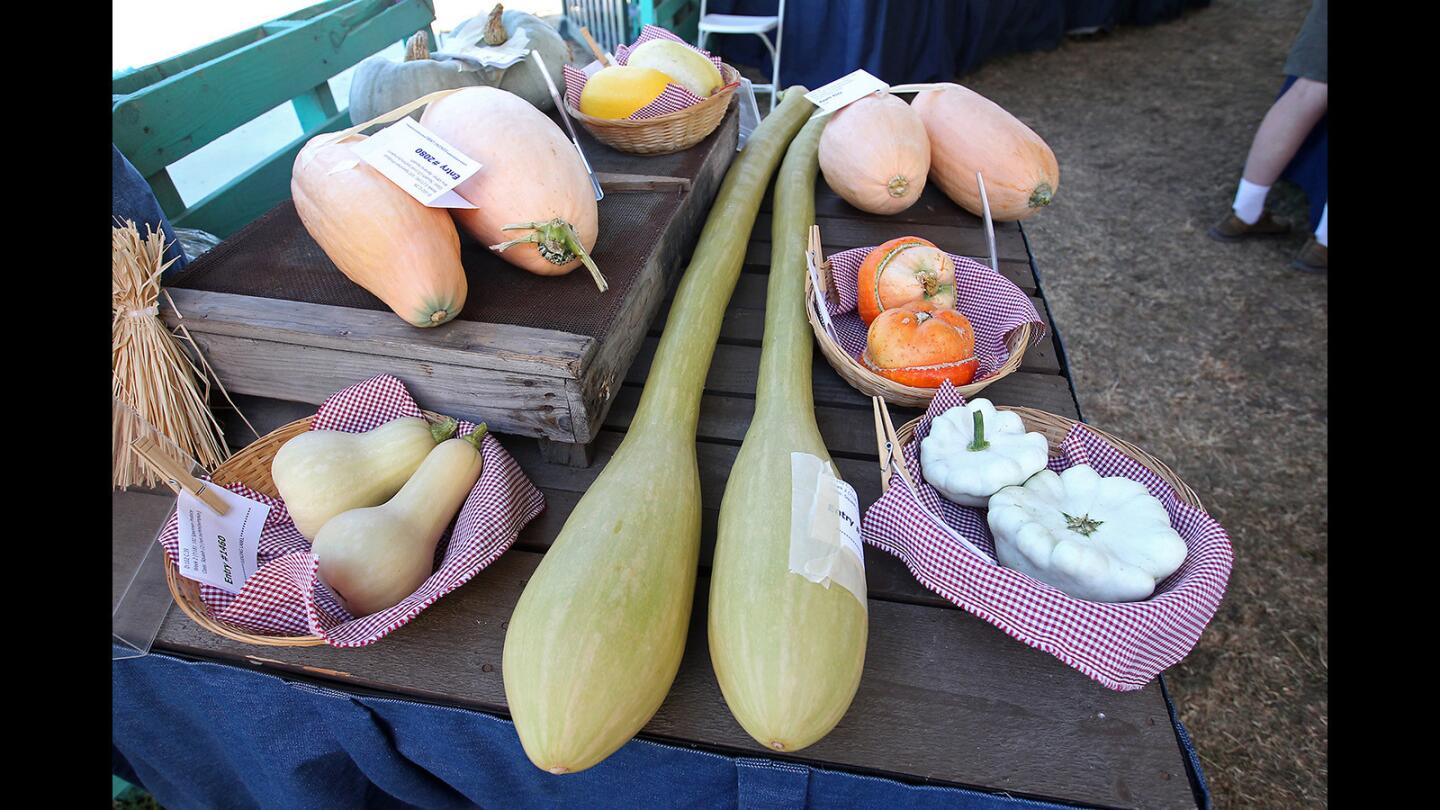 Judgment Day for produce at OC Fair