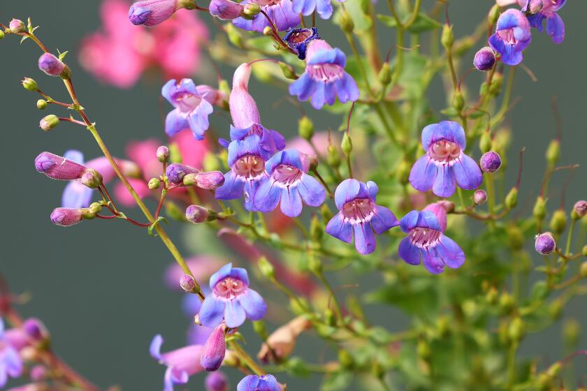LOS ANGELES, CA, MARCH 26, 2025: Showy Penstemon grow at the Lincoln Heights California Native Plants Corridor on Avenue 20 in Los Angeles on March 26, 2025. (Christina House / Los Angeles Times)