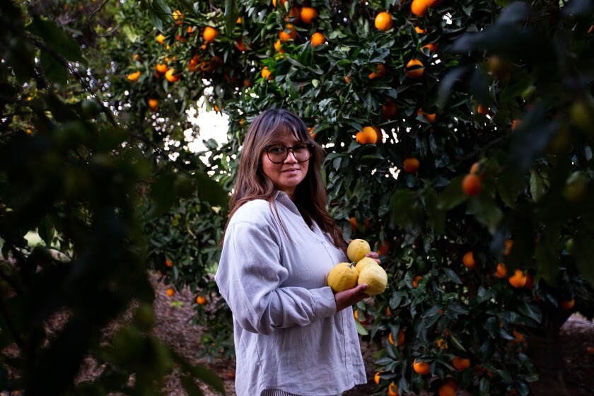 Chef Lan Thai, 44, holds some of the lemons from the citrus grove at her newly purchased 19-acre Enclave Farm in Bonsall.